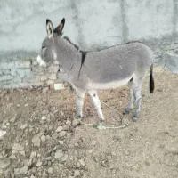 خر نر گوسفندی