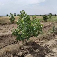 باغ پسته پانصد متر روستای فدرد زیرقیمت
