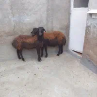 حیوانات مزرعه