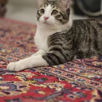 واگذاری گربه امداد شده و عقیم رایگان