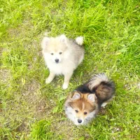 سگ پامرانین