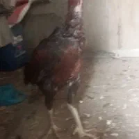 خروس لاری و محلی|حیوانات مزرعه|تربتحیدریه, طالقانی|دیوار