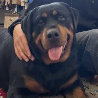 توله روت وایلر