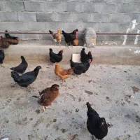 مرغ تخم گذار جوان