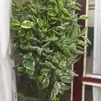 باسلام|گل و گیاه طبیعی|آذرشهر, |دیوار