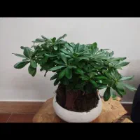 بونسای ژاپنی طبیعی|گل و گیاه طبیعی|فلاورجان, |دیوار