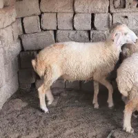 گوسفند