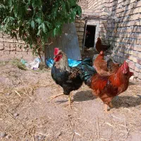 مرغ و خروس محلی