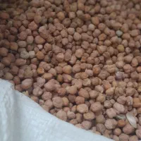 فروش  خشکبار تازه