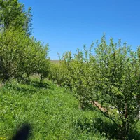 فروش باغی سرسبز و منحصر به فرد