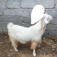 دو عدد چپشت چاق و سرحال