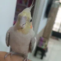 عروس هلندی|پرنده|سیرجان, |دیوار