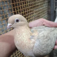 کفتر انگلیسی ماده