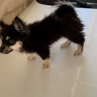 سگ خوشگل کچلو خونگی