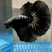 ماهی فایتر خاص