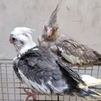 جوجه عروس هلندی و ماده بالغ