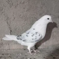 کبوتر
