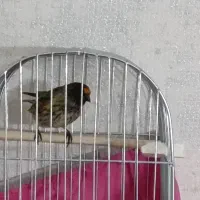 گلبسر نر|پرنده|شاهینشهر, مسکن مهر|دیوار