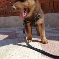 واگذاری سگ ژرمن لیور|سگ|سیرجان, |دیوار