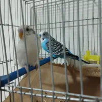 مرغ عشق مولد خوشگل و ناز