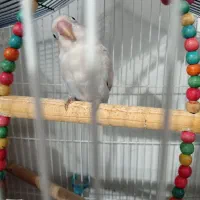 طوطی برزیلی 7ماهه