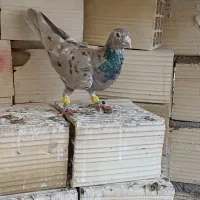 کرم هفرنگ لکی کلکسیونی نر|پرنده|الوند, |دیوار