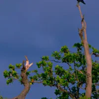 زمین مسکونی درودیوار شده