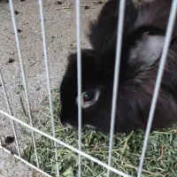 واگذاری خرگوش|موش و خرگوش|بروجرد, |دیوار