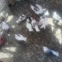 کبوتر