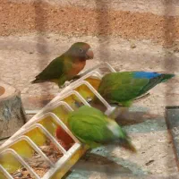 طوطی برزیلی|پرنده|تاکستان, |دیوار