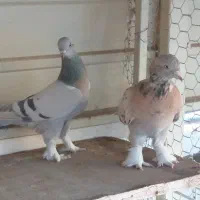 کفتر بازیکن