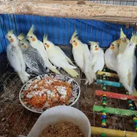 عروس هلندی های سرلاکی ،نرم خور،دونخور اهلی دستی