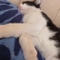 گربه واگذاری فوری|گربه|ارومیه, |دیوار