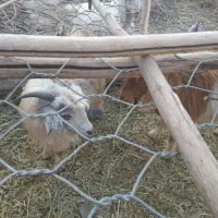 فروش ۳گوسفند دوتا چپش یه گیسه|حیوانات مزرعه|جیرفت, |دیوار