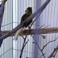 جفت قناری تازه جفت خورده