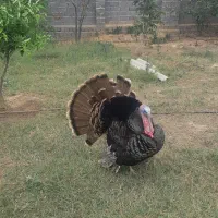 فروش بوقلمون نر و ماده