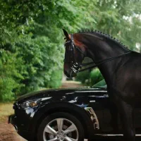 اسب فروشی خریدم داریم