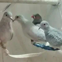 پرنده الماسی