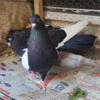 سینه سیاه حرفه ای