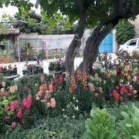 اقامتگاه و سوییت و بومگردی و سویت|اجارهٔ کوتاه‌مدت ویلا و باغ|گرگان, |دیوار