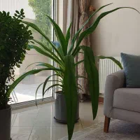 گل های گلدانی بزرگ و استند گل