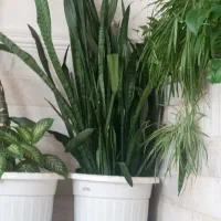 گل سانسوریا|گل و گیاه طبیعی|اصفهان, دانشگاه اصفهان|دیوار