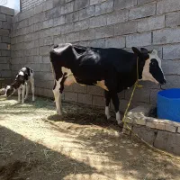 گاو بجر اولین شکم بیست روز که زایمان کرده
