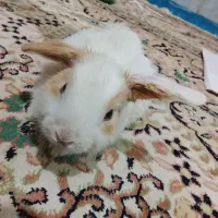 خرگوش لوپ کوچولو|موش و خرگوش|زاهدان, |دیوار