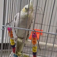 عروس هلندی آهویی|پرنده|کهریزک, |دیوار