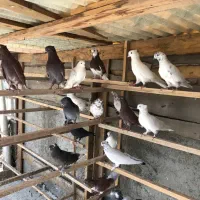 کبوتر|پرنده|کرج, گلدشت|دیوار