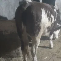گوساله سیمنتال