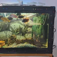 ماهی و آکواریوم