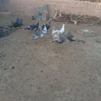 سلام عرض ادب|حیوانات مزرعه|اسفراین, |دیوار