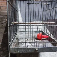 قفس سهره|لوازم جانبی حیوانات|مزرعه کتول, |دیوار